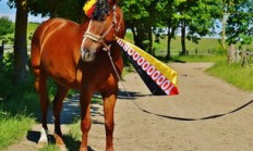 B体育app下载-塔斯马尼亚联球迷现场助威，球队斗志昂扬